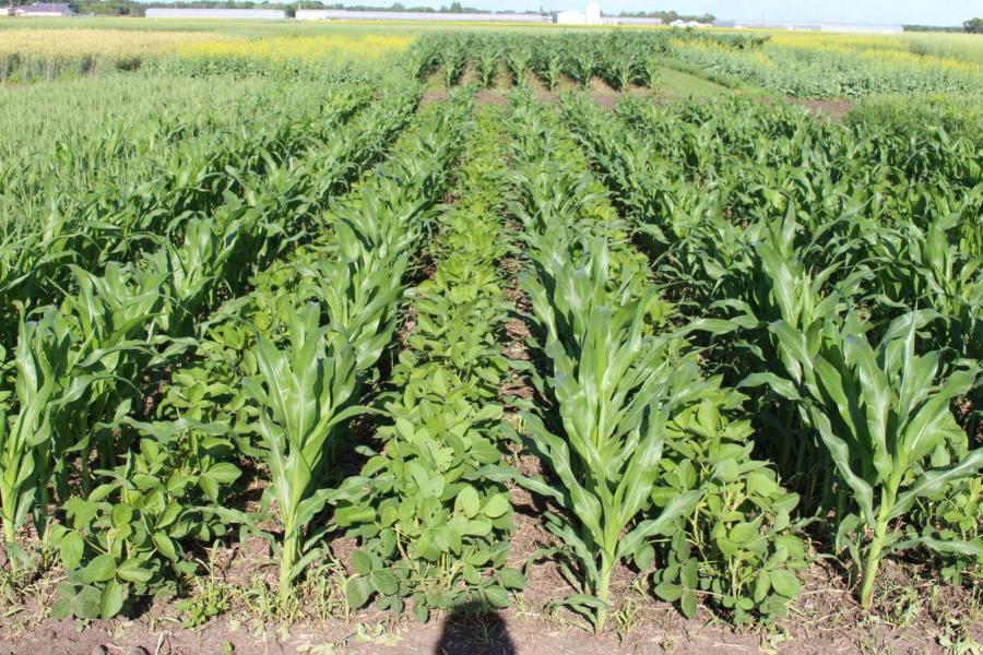 Plot containing rows of corn alternating with soybeans at the NGNT study in Carman Manitoba.