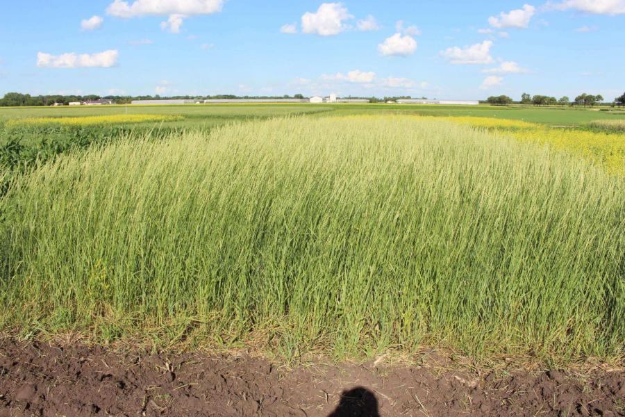 Plot of perennial wheatgrass kernza at the NGNT study in Carman Manitoba.
