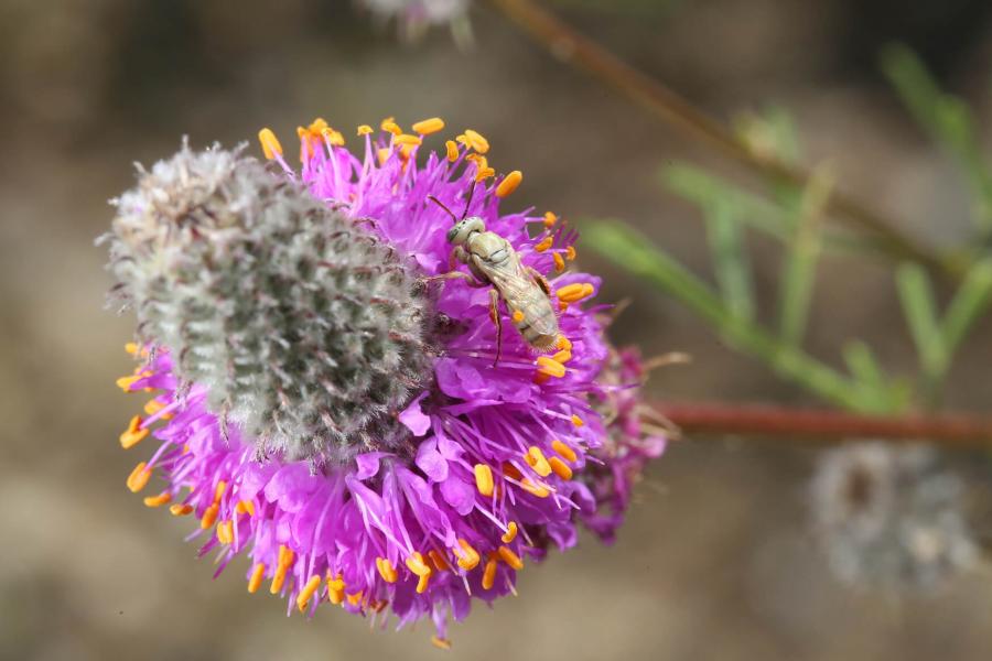 insect on a flower