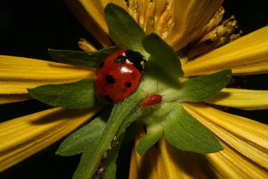 Ladybug and insect in flower