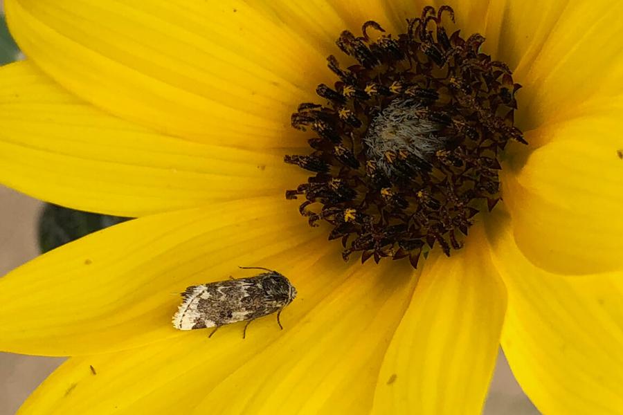 Insect in a flower