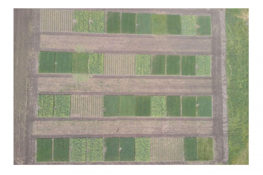 Arial view of Glenlea site. Each plot is a square with a different colour green depending on crop type.