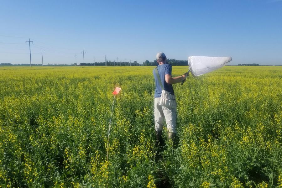 Researcher in field collecting samples with net