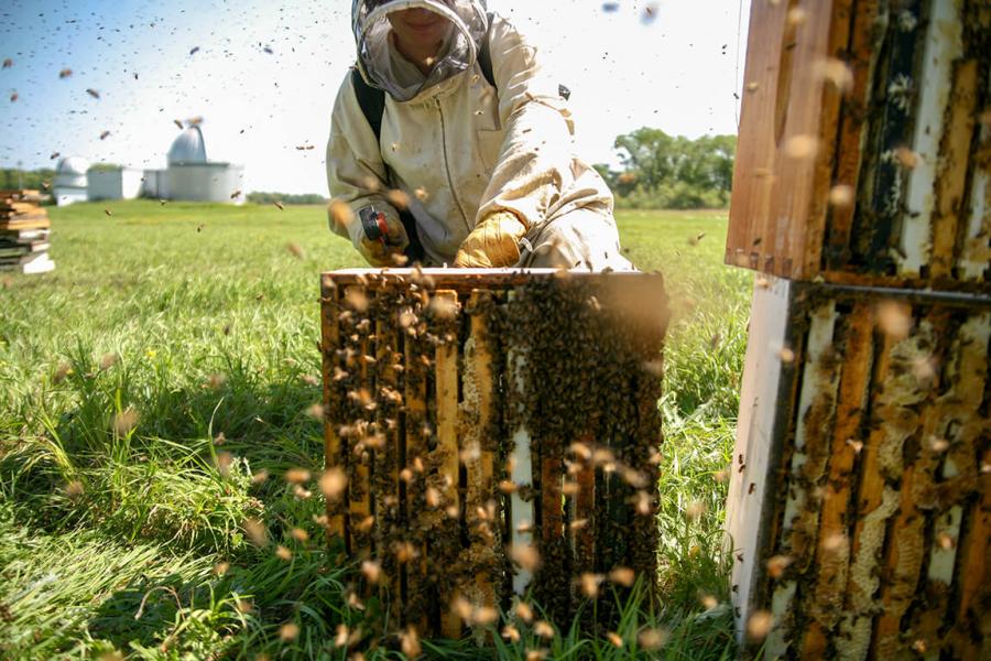 Beekeeper with hives