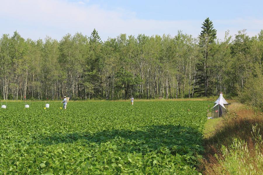 Researchers in field