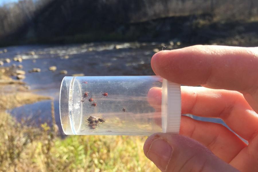 Hand holding insect in sample jar