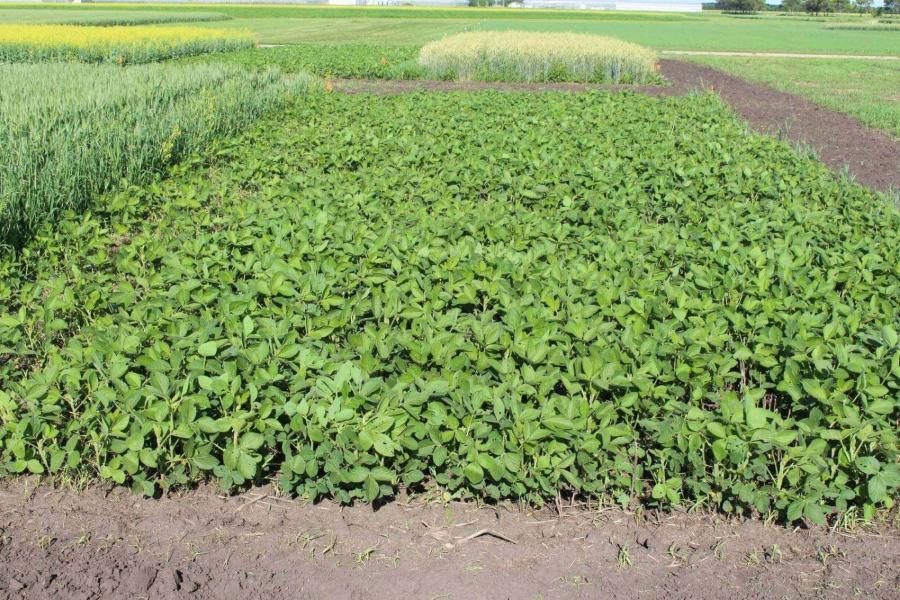 A plot of green soybean plants at the NGNT study in Carman Manitoba.