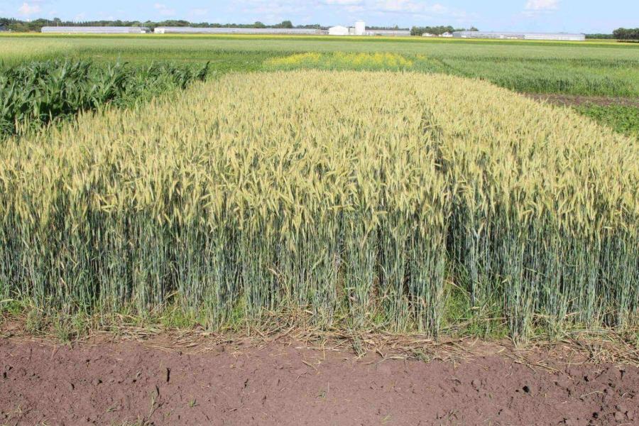 Plot of wheat at the NGNT study in Carman Manitoba.