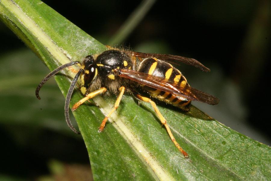 Yellow jacket wasp