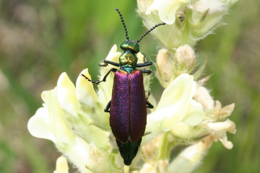 A shiny purple and green beetle sits on a white flower.