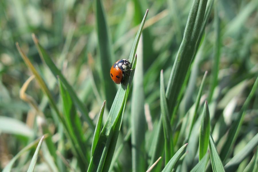 MAKE Ladybug on blade of grass