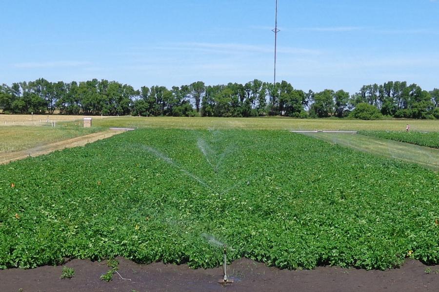 potato field irrigation