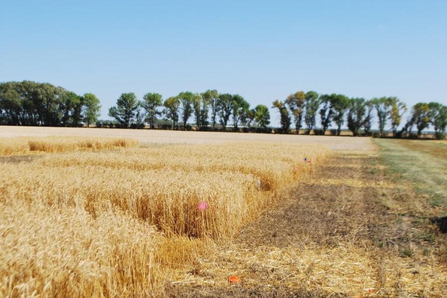 Wheat field