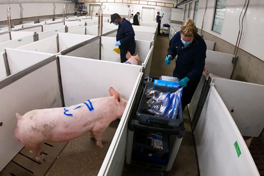 People working in a swine barn