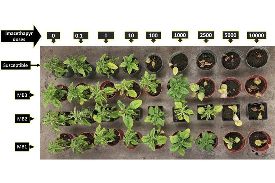 Dose response of the resistant redroot pigweed biotypes vs a susceptible one