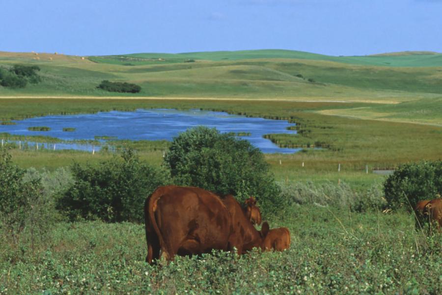 cattle grazing by a small lake