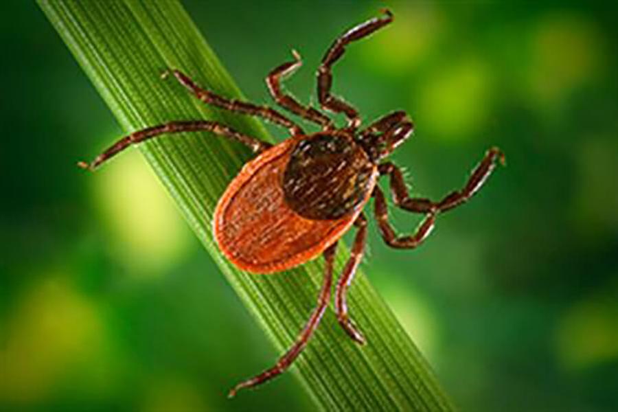 Black legged tick