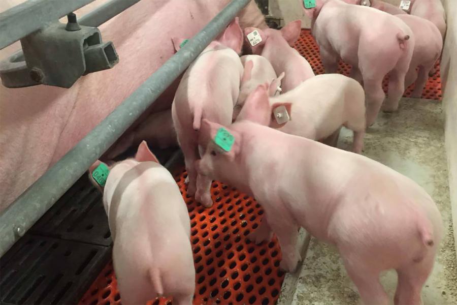 Swine at the Glenlea research station