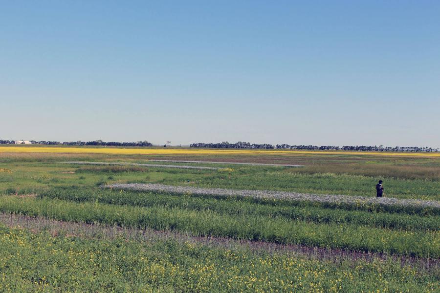 Glenlea long-term rotation study with purple flax and yellow canola flowering