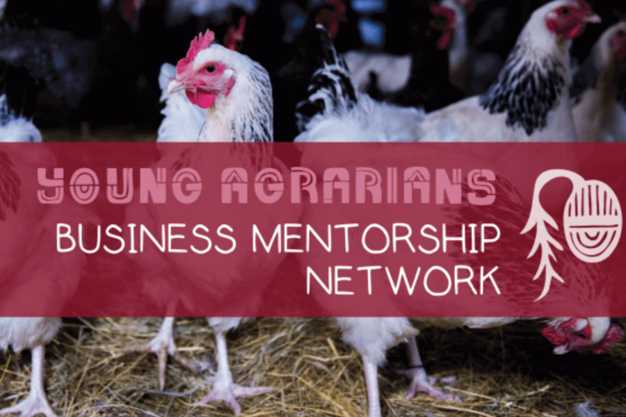 Young-agrarians-mentorship-network-chickens-in-background