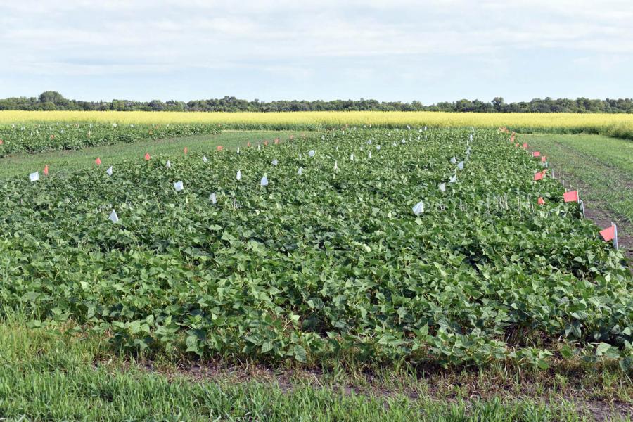 Rows of soybean in a field