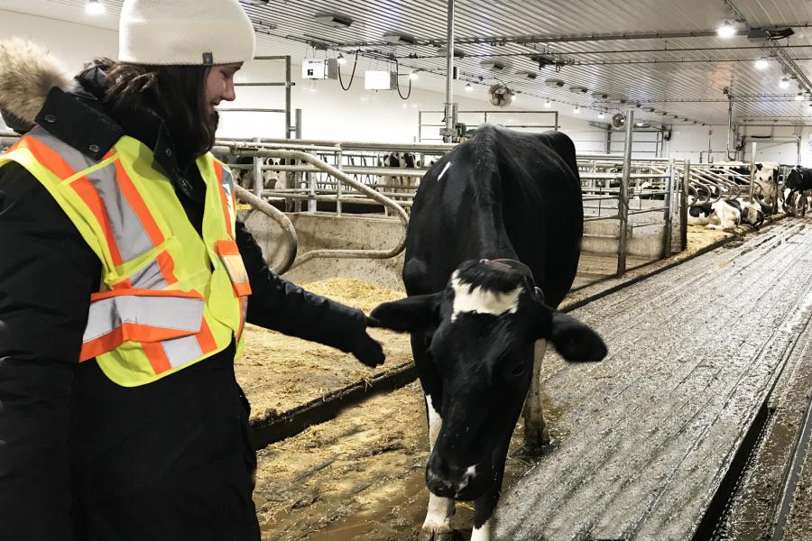 A student wearing a high-visibility vest is standing with a dairy cow in a barn.