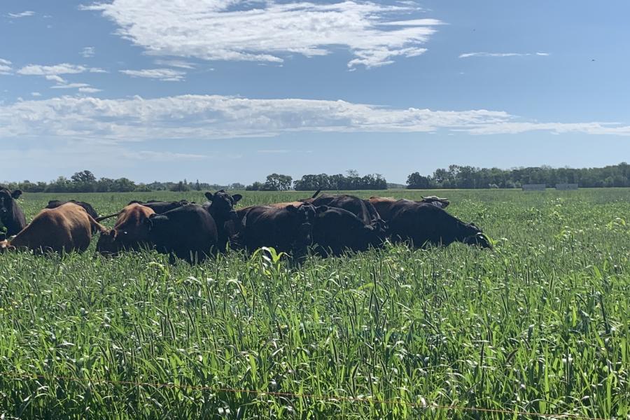 Cattle grazing in a green manure crop