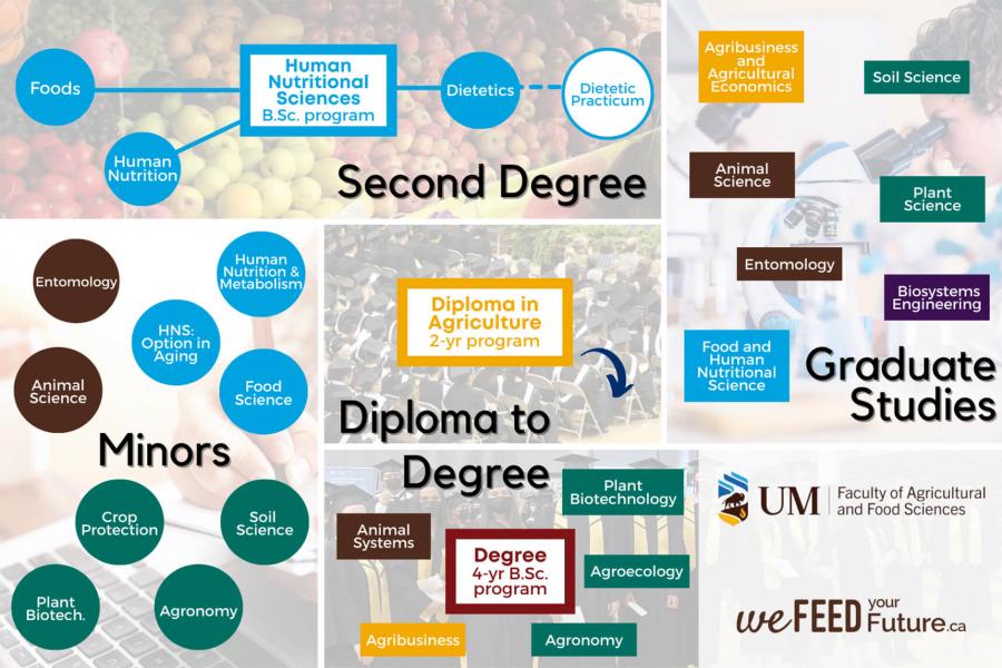 Visual to pathways in the faculty