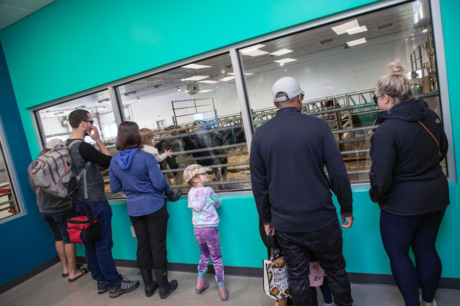 People look through window at cattle in stalls