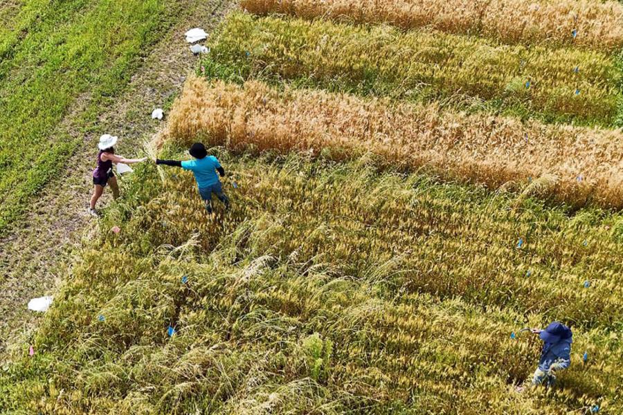 3 researchers work in a field of crops