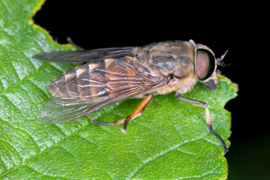 A horse fly on a leaf