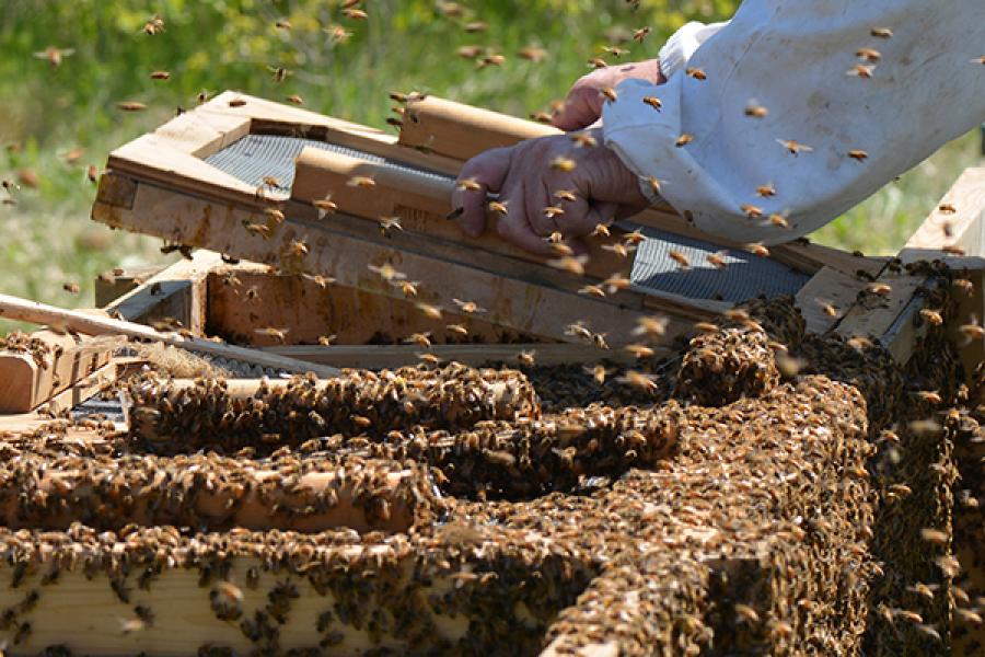 A person in protective bee gear works on the screens from a bee box