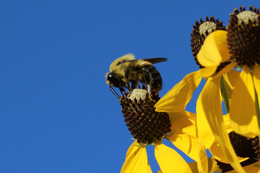 Bumblebee (Bombus griseocollis) atop a yellow flower set against a blue sky 