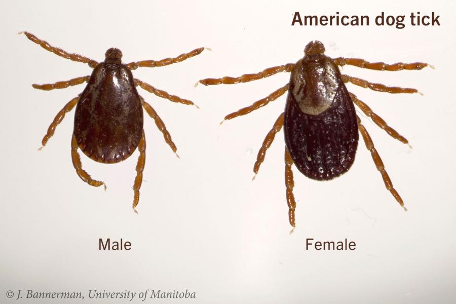 American dog tick