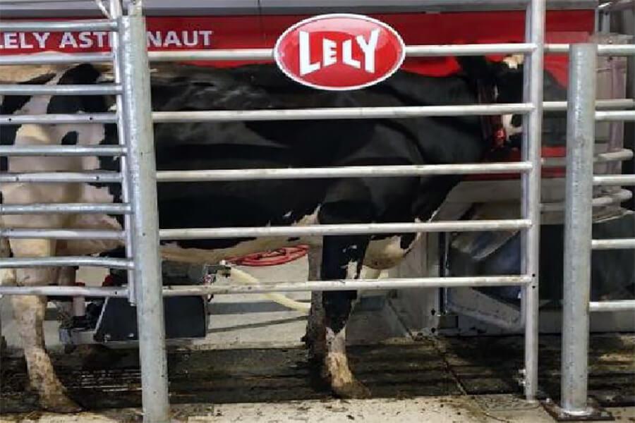 Glenlea test - dairy, cow in stall