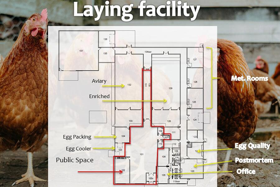 GlenLea layer chickens facility