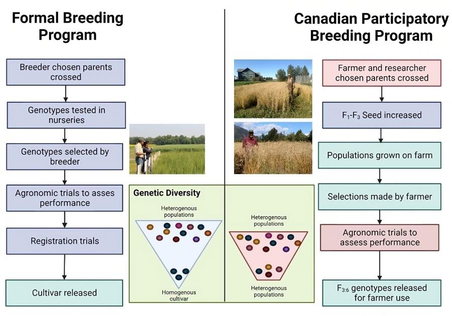 Comparison of formal plant breeding vs participatory breeding programs