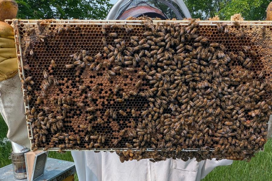 A person holds up a screen covered with bees