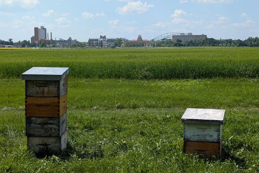 2 bee boxes in a field