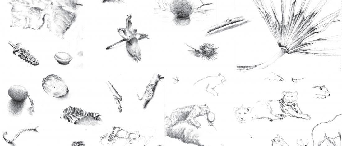 Field Studies_Drawing helps me to acquire a deeper understanding of living beings