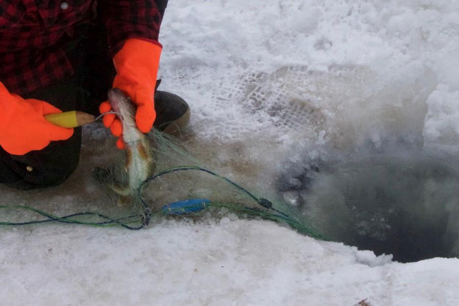 fish being pulled out of ice fishing hole