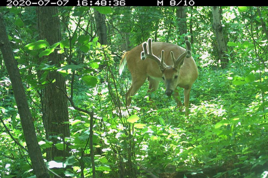 deer in the forest