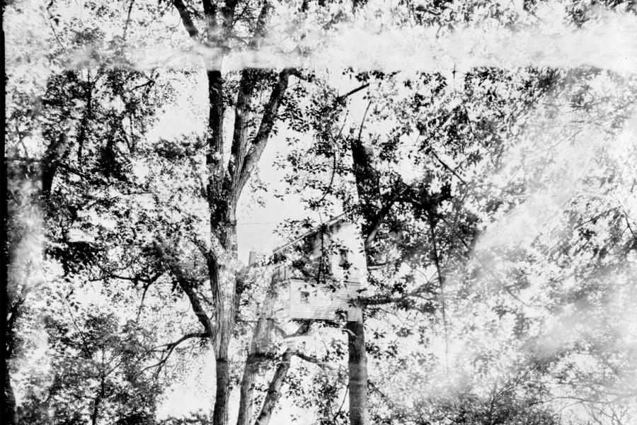 Neighbour/Tree Canopy - Photograph