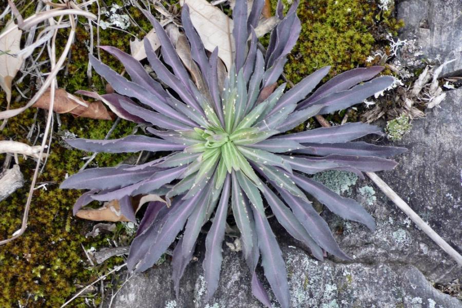 purple and green flower