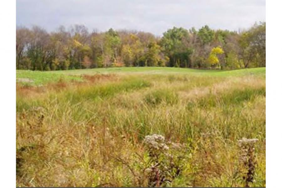 a field of crops