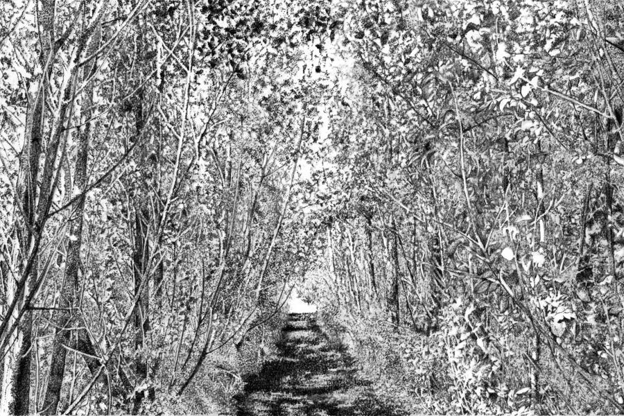 “Between poplar rows,” drawing by Gel Ilagan