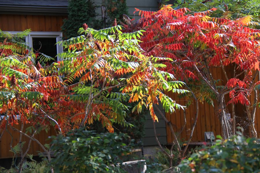 Sumac planted in yard