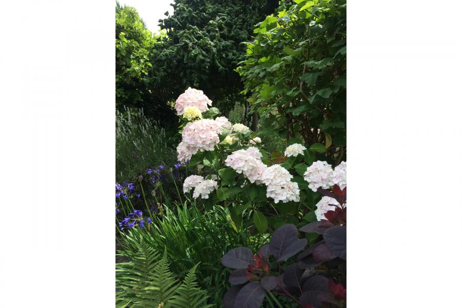 white flowers on green background