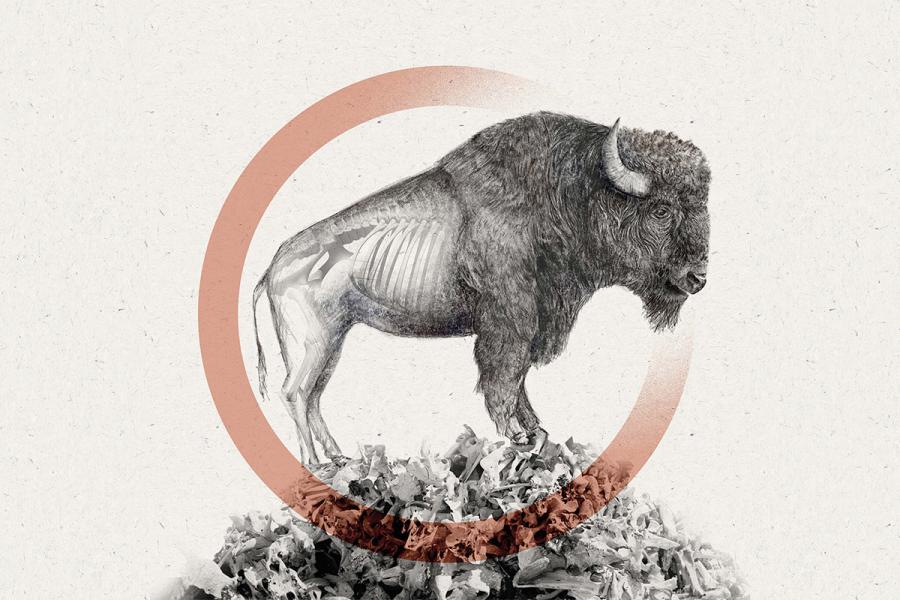Drawing of a bison
