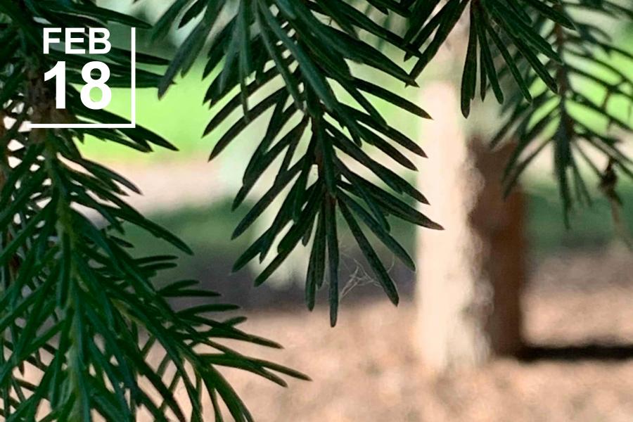 Pine tree branch